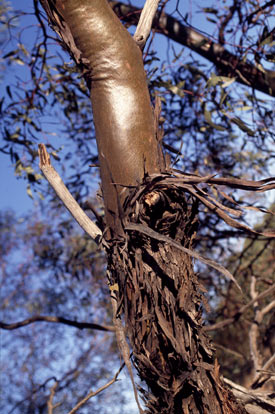 APII jpeg image of Eucalyptus effusa  © contact APII