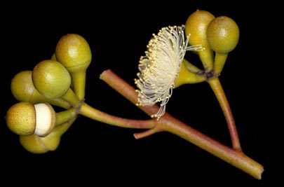 APII jpeg image of Eucalyptus ewartiana  © contact APII