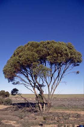 APII jpeg image of Eucalyptus oleosa subsp. oleosa  © contact APII