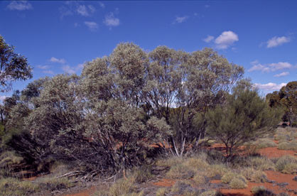 APII jpeg image of Eucalyptus rosacea  © contact APII