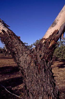 APII jpeg image of Eucalyptus striaticalyx  © contact APII