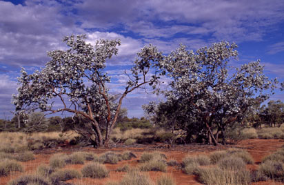 APII jpeg image of Eucalyptus wyolensis  © contact APII