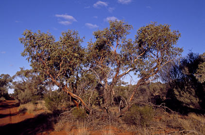 APII jpeg image of Eucalyptus youngiana  © contact APII