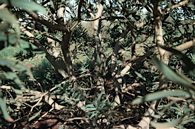 APII jpeg image of Acacia pruinocarpa  © contact APII