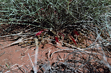 APII jpeg image of Leptosema chambersii  © contact APII