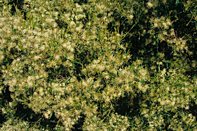 APII jpeg image of Grevillea argyrophylla  © contact APII