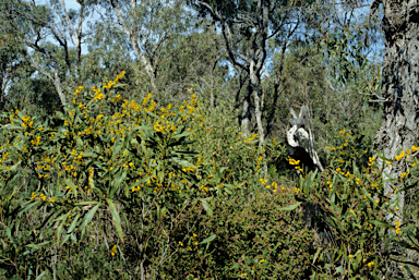 APII jpeg image of Acacia saligna  © contact APII