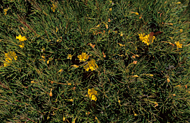 APII jpeg image of Hibbertia huegelii  © contact APII