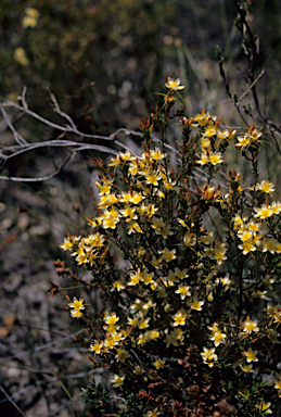 APII jpeg image of Calytrix depressa  © contact APII