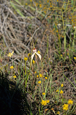 APII jpeg image of Caladenia longicauda subsp. albella  © contact APII