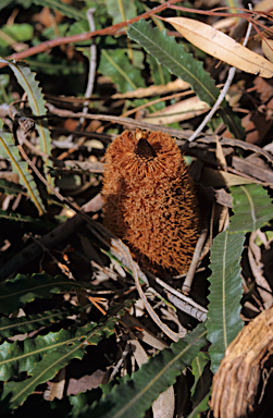 APII jpeg image of Banksia petiolaris  © contact APII