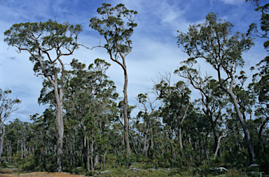 APII jpeg image of Eucalyptus marginata  © contact APII