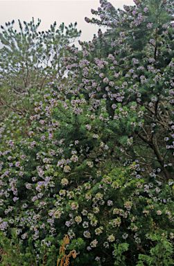APII jpeg image of Psoralea pinnata  © contact APII