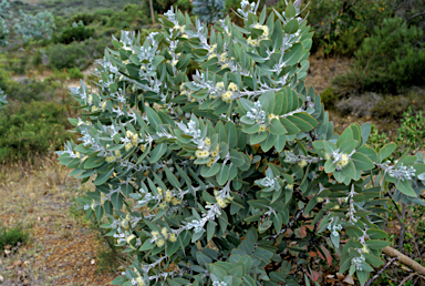 APII jpeg image of Eucalyptus pleurocarpa  © contact APII