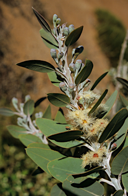 APII jpeg image of Eucalyptus pleurocarpa  © contact APII