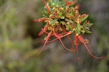 APII jpeg image of Grevillea tripartita subsp. macrostylis  © contact APII