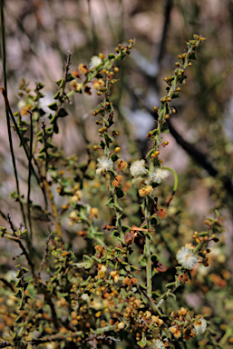 APII jpeg image of Acacia biflora  © contact APII