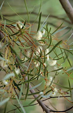 APII jpeg image of Eucalyptus cornuta  © contact APII