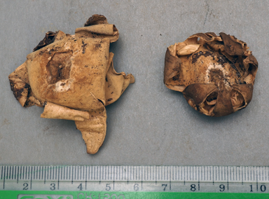 APII jpeg image of Geastrum velutinum  © contact APII