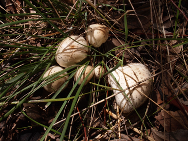 APII jpeg image of Limacella pitereka  © contact APII