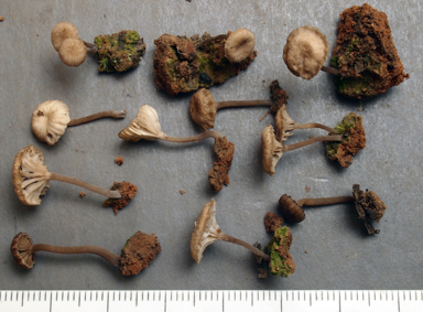 APII jpeg image of Lichenomphalia umbellifera  © contact APII