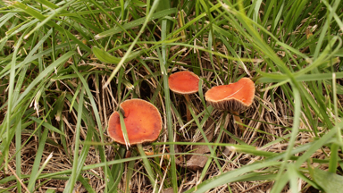 APII jpeg image of Leratiomyces ceres  © contact APII