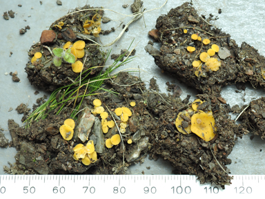 APII jpeg image of Phaeohelotium undulatum  © contact APII