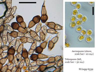 APII jpeg image of Puccinia saccardoi  © contact APII