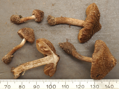 APII jpeg image of Inocybe subferruginea  © contact APII