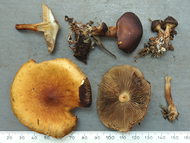 APII jpeg image of Pholiota communis  © contact APII