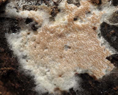 APII jpeg image of Arachnocrea scabrida  © contact APII