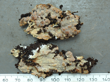 APII jpeg image of Gloiothele lactescens  © contact APII