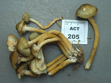 APII jpeg image of Armillaria luteobubalina  © contact APII