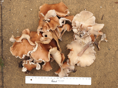 APII jpeg image of Gymnopus sp.  © contact APII