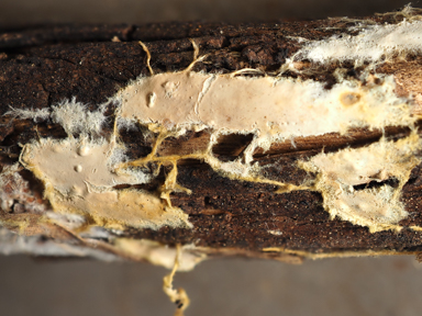 APII jpeg image of Phanerochaete burtii  © contact APII