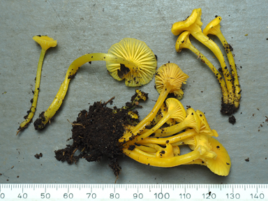 APII jpeg image of Hygrocybe chromolimonea  © contact APII