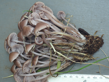 APII jpeg image of Mycena clarkeana  © contact APII