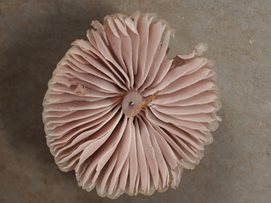 APII jpeg image of Mycena clarkeana  © contact APII