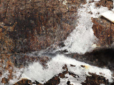 APII jpeg image of Leptosporomyces sp.  © contact APII