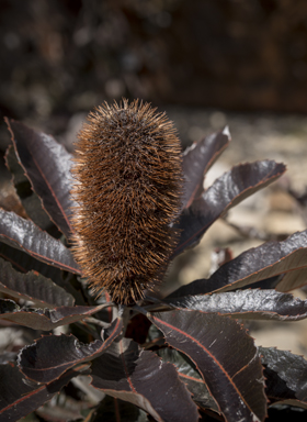 APII jpeg image of Banksia robur  © contact APII