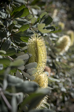 APII jpeg image of Banksia integrifolia subsp. integrifolia  © contact APII