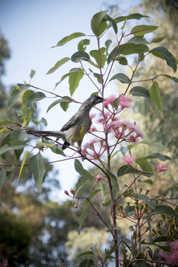 APII jpeg image of Corymbia 'Summer Beauty'  © contact APII