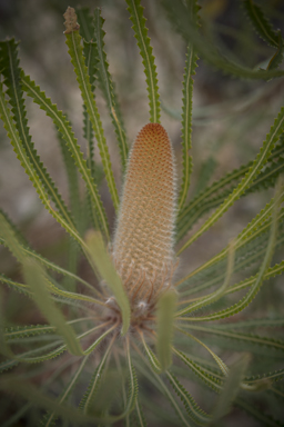 APII jpeg image of Banksia hookeriana  © contact APII