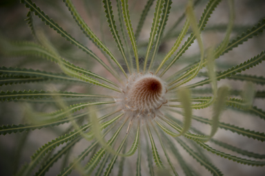 APII jpeg image of Banksia hookeriana  © contact APII