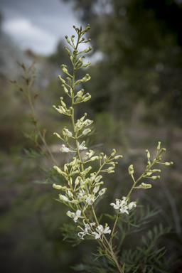 APII jpeg image of Lomatia silaifolia  © contact APII