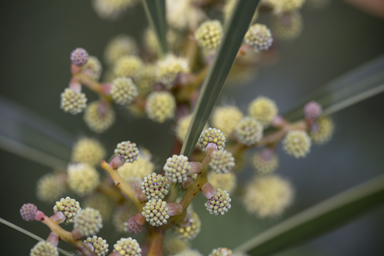 APII jpeg image of Acacia beckleri  © contact APII