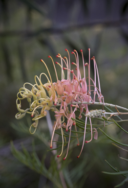 APII jpeg image of Grevillea bipinnatifida 'Peaches and Cream'  © contact APII