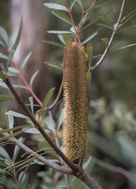 APII jpeg image of Banksia paludosa  © contact APII