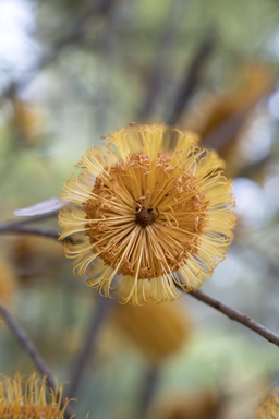 APII jpeg image of Banksia neoanglica  © contact APII