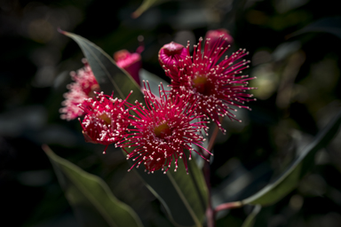 APII jpeg image of Corymbia 'Summer Red'  © contact APII